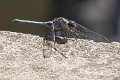 Orthetrum stemmale mature male 4